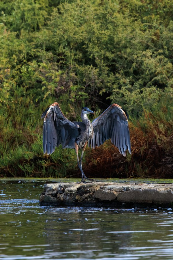 Great Blue Heron
