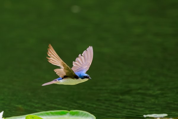 Tree Swallow
