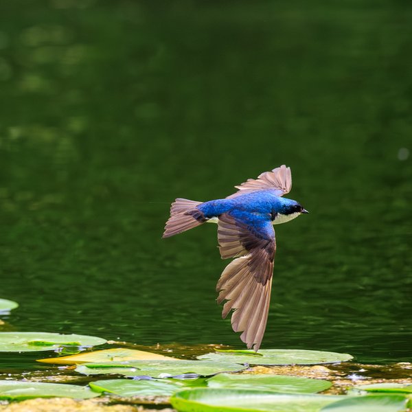 Tree Swallow