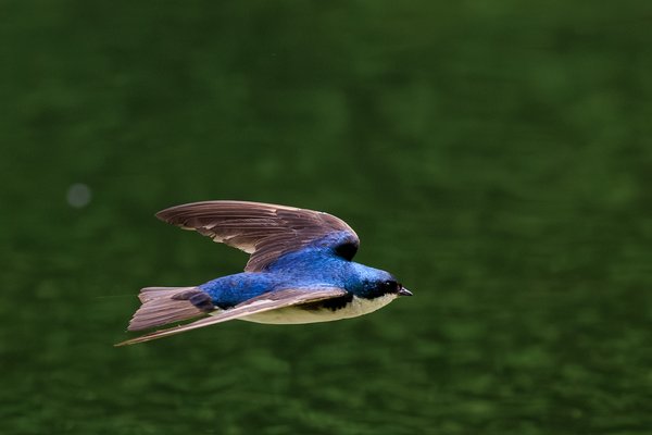 Tree Swallow