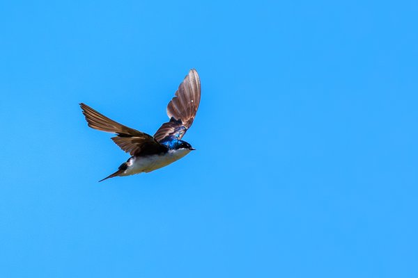 Tree Swallow