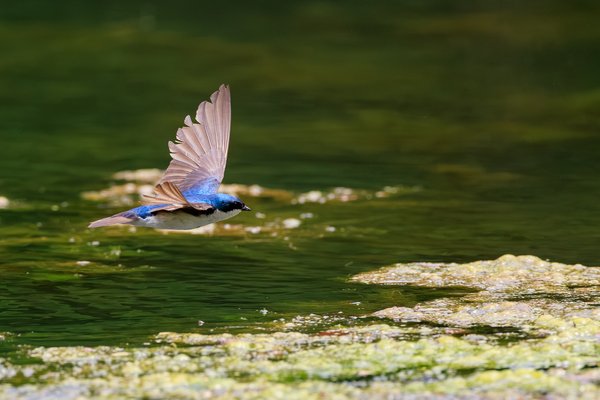 Tree Swallow