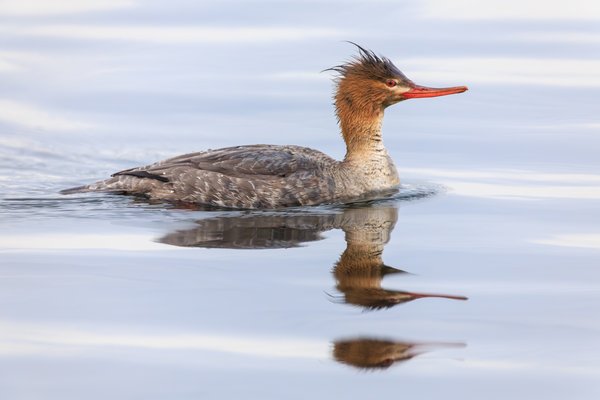 Red-breasted Merganser