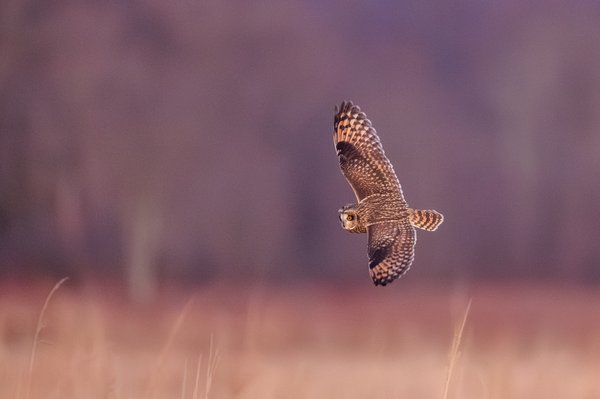 Short-eared Owl