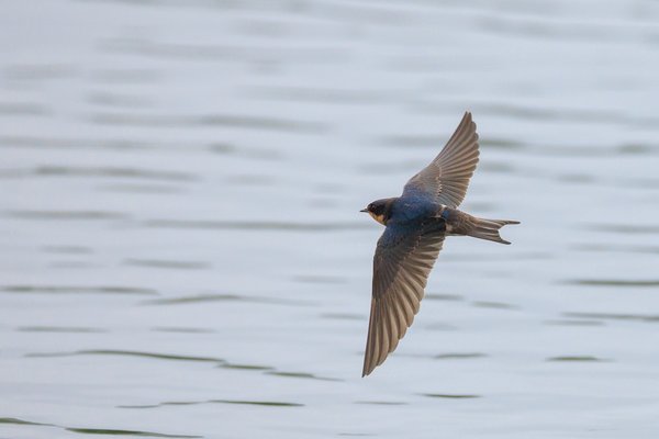 Barn Swallow