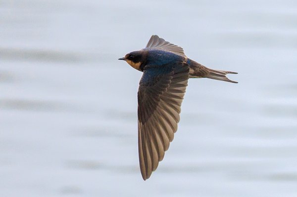 Barn Swallow