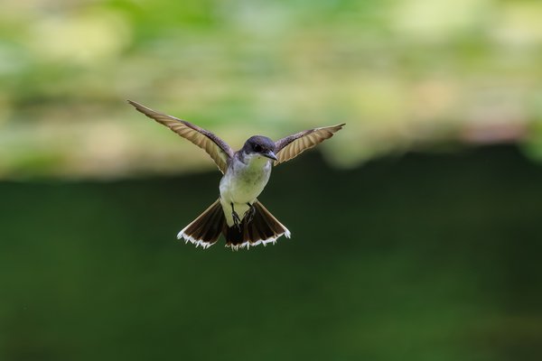 Eastern Kingbird