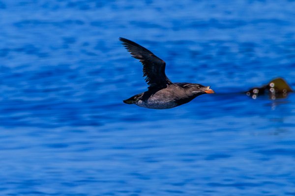 Rhinoceros Auklet