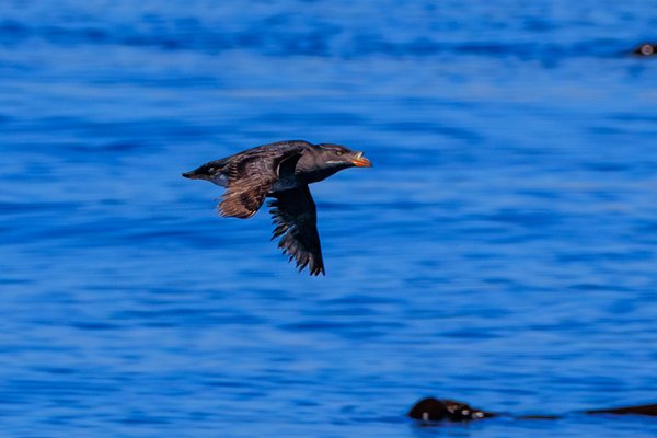 Rhinoceros Auklet