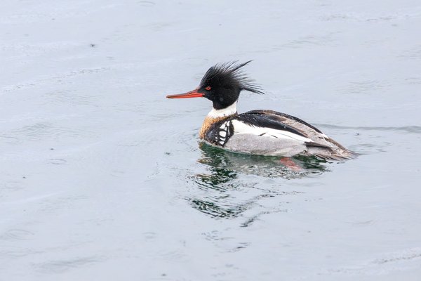 Red-breasted Merganser