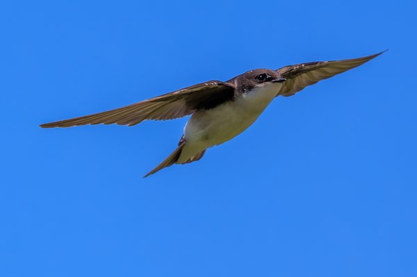 Tree Swallow