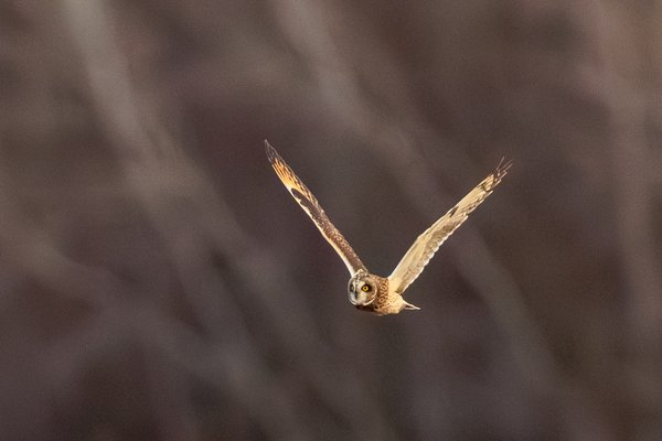Short-eared Owl