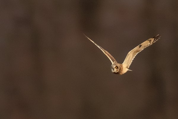 Short-eared Owl