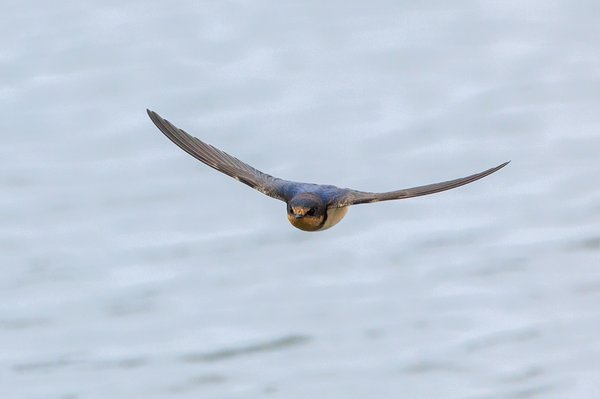 Barn Swallow