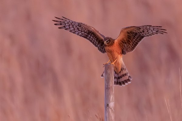Northern Harrier