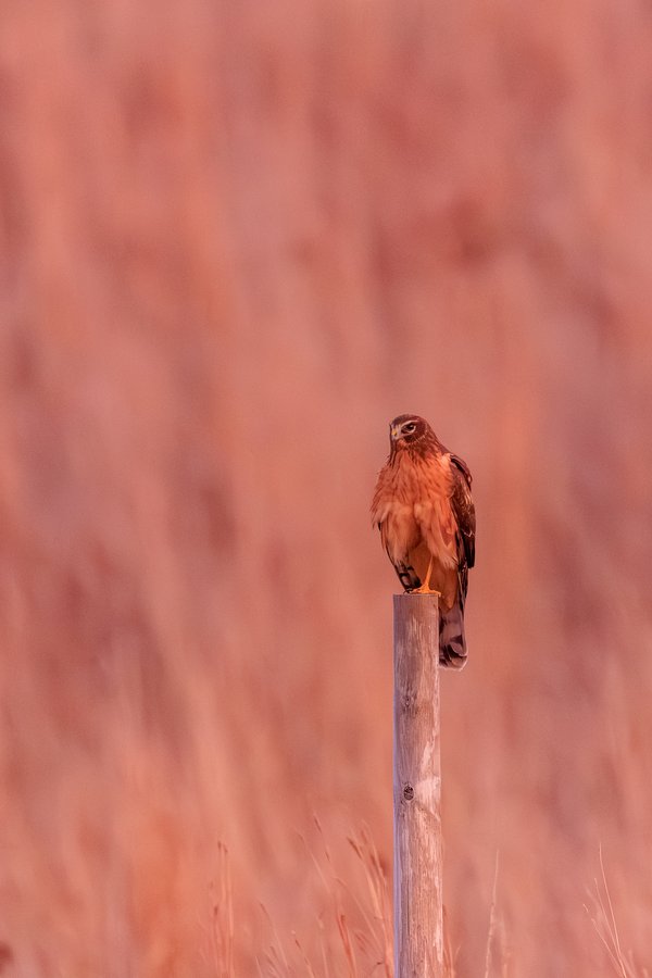 Northern Harrier