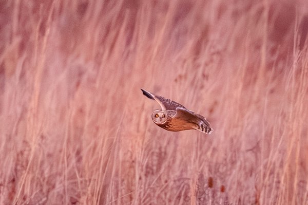 Short-eared Owl