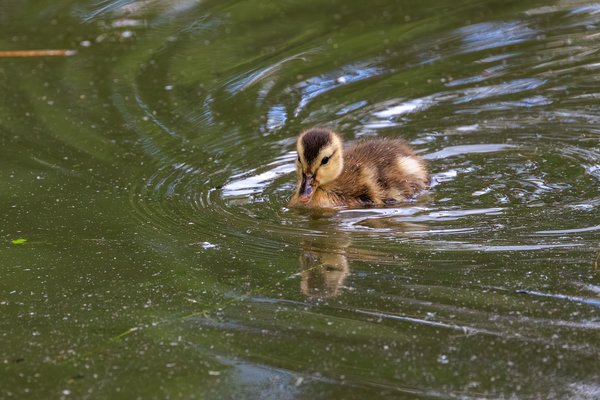 Mallard