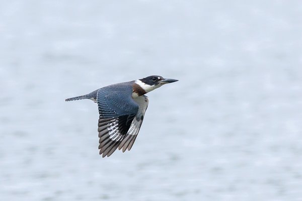 Belted Kingfisher