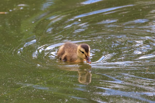 Mallard