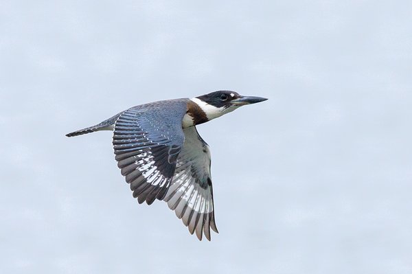 Belted Kingfisher