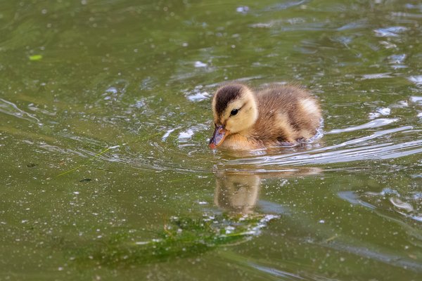 Mallard