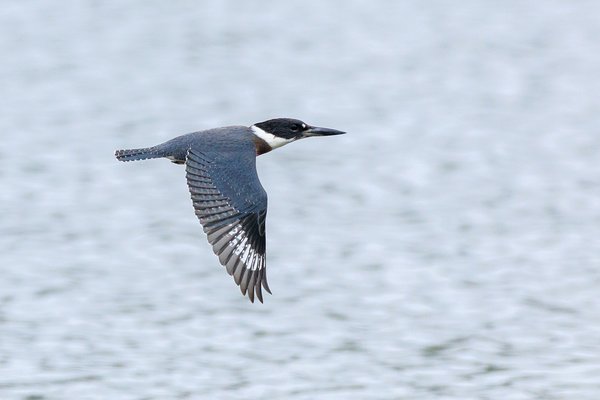 Belted Kingfisher