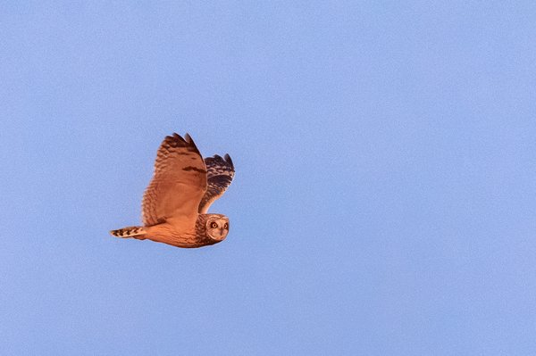 Short-eared Owl
