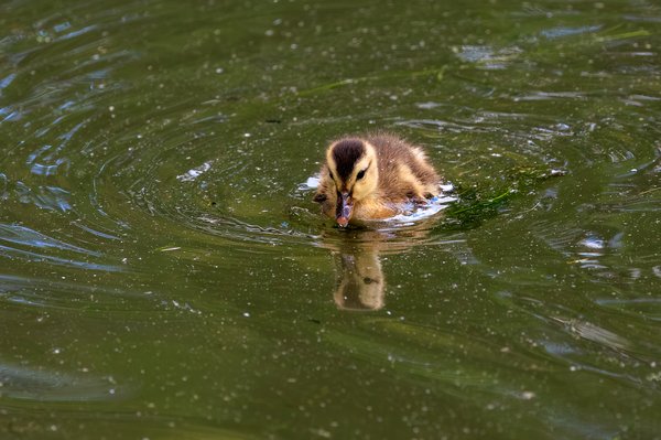 Mallard
