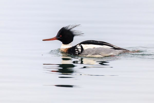 Red-breasted Merganser