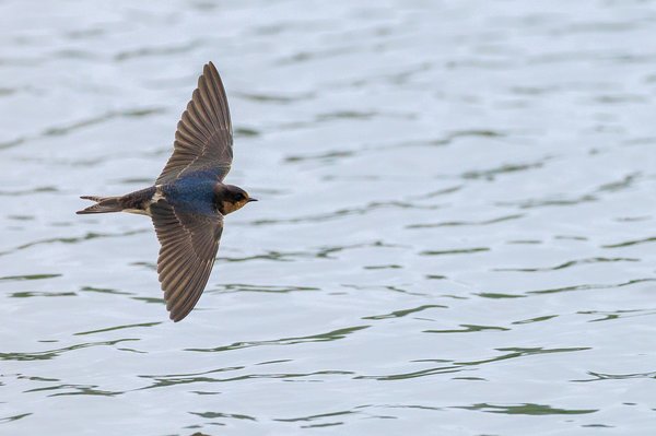 Barn Swallow