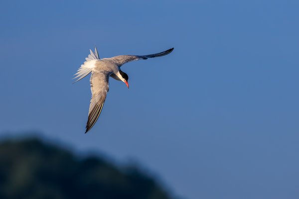 Common Tern