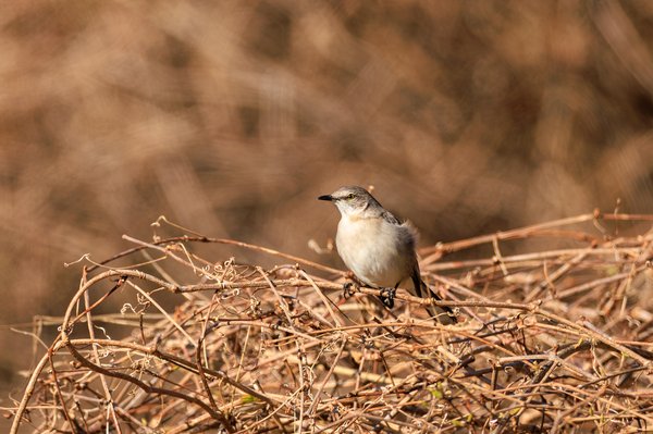 Northern Mockingbird