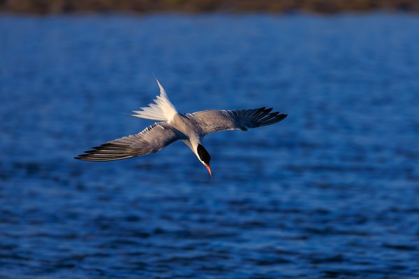 Common Tern