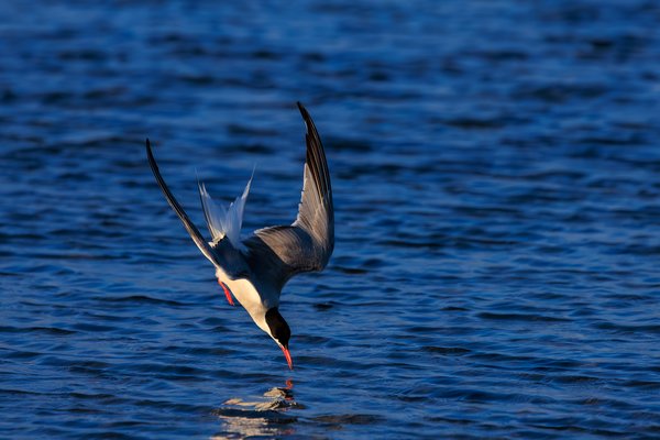 Common Tern