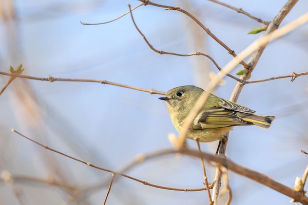 Ruby-crowned Kinglet