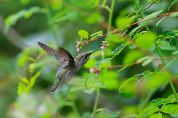 Anna's Hummingbird