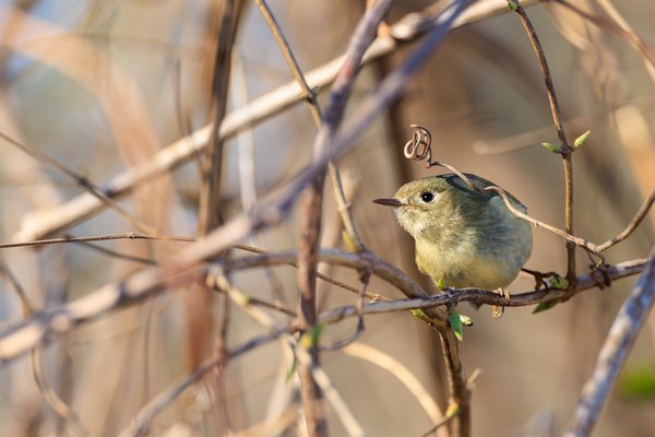 Ruby-crowned Kinglet