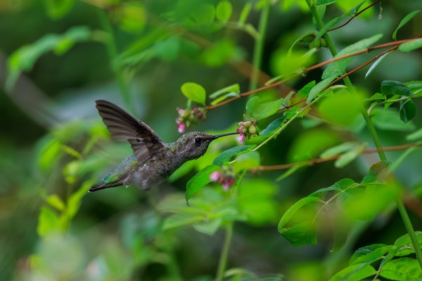 Anna's Hummingbird