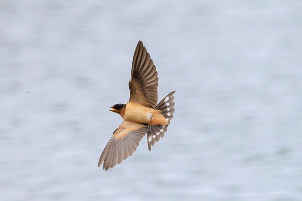 Barn Swallow
