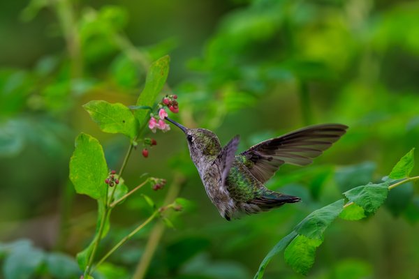 Anna's Hummingbird