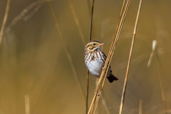 Savannah Sparrow