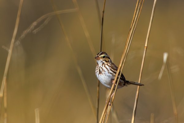 Savannah Sparrow