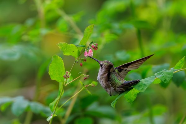 Anna's Hummingbird