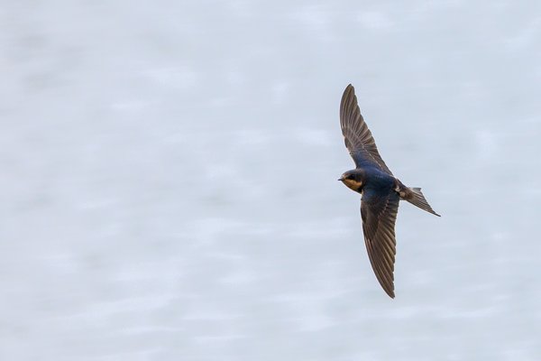 Barn Swallow