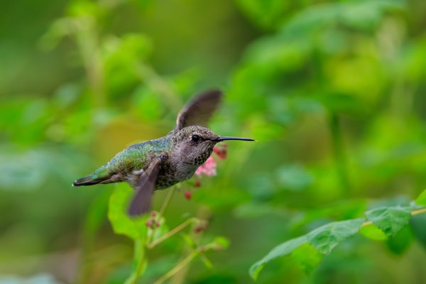Anna's Hummingbird
