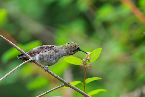 Anna's Hummingbird