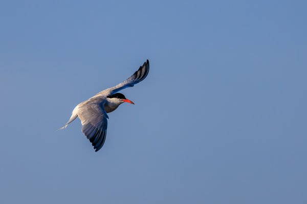 Common Tern