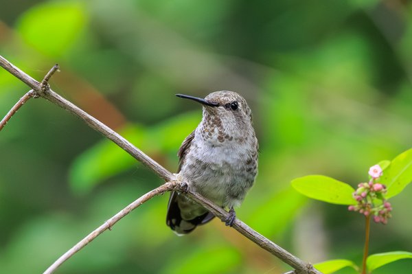 Anna's Hummingbird