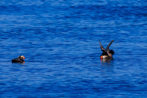 Tufted Puffin